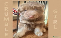 German Shepherd dogs for sale: Blue & Isabella German Shepherd Puppies For Sale  - Image 3