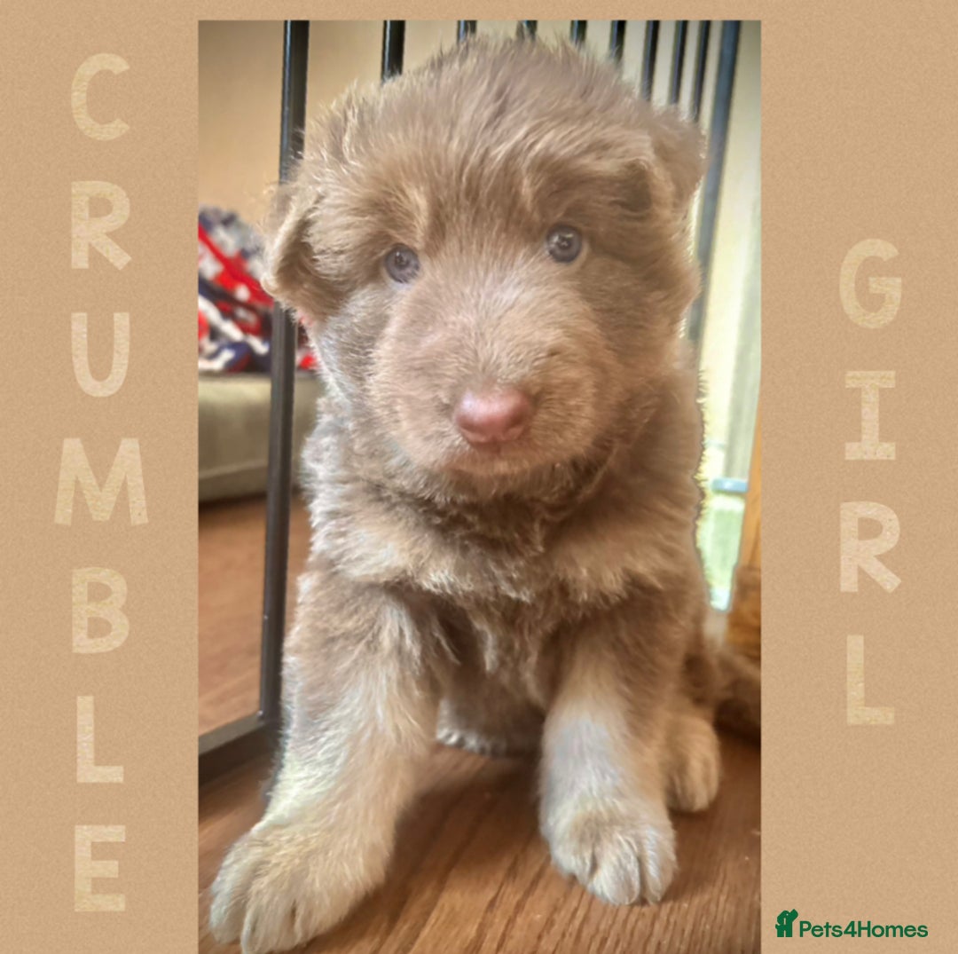 German Shepherd dogs for sale: Blue & Isabella German Shepherd Puppies For Sale  - Image 3