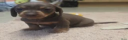 Miniature Dachshund dogs for sale: Adorable KC Registered Miniature Dachshund Puppies - Advert 20