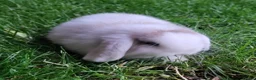 Mini Lop rabbits for sale: Gorgeous Mini Lops  - Advert 2