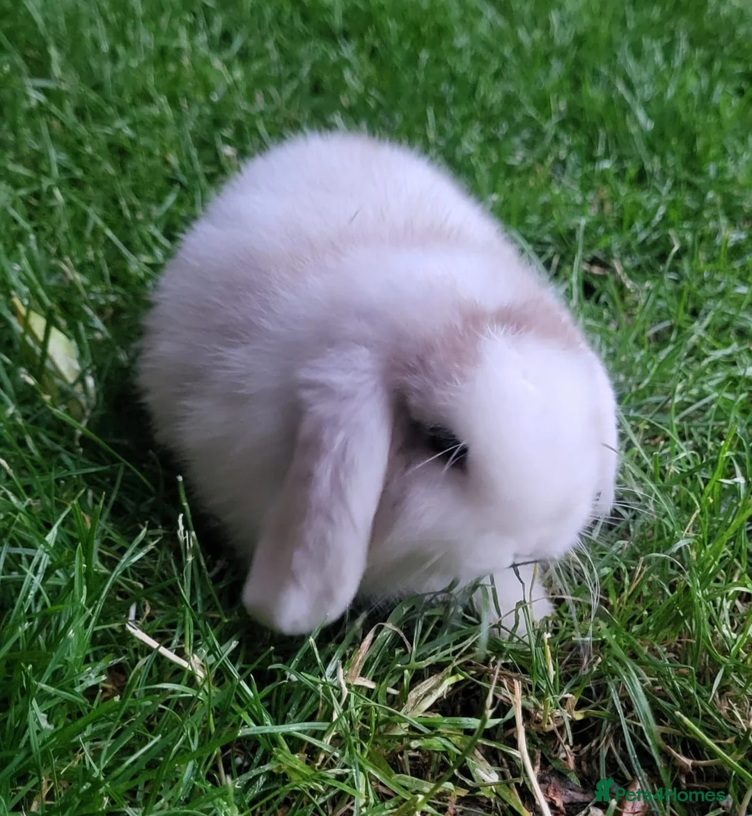 Mini Lop rabbits for sale: Gorgeous Mini Lops  - Advert 2