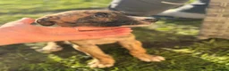 Lurcher dogs for sale: Collie bull greyhounds  - Advert 4