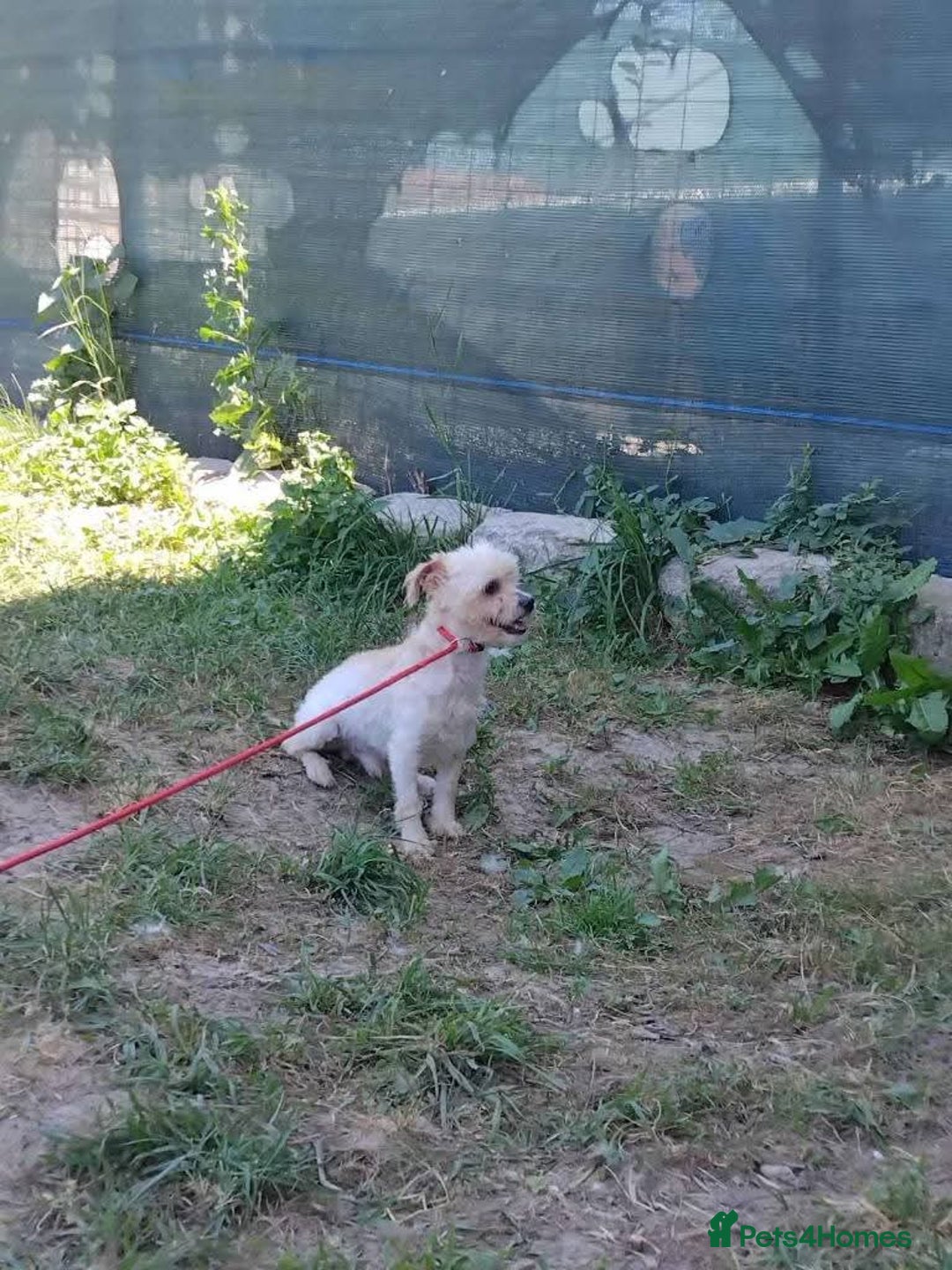 Mixed Breed dogs for adoption: Meet Snowy, currently residing in Crawley - Image 10