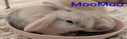 Mini Lop rabbits for sale: Beautiful young bunnies  - Advert 10