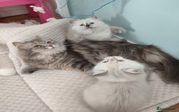 Siberian cats for sale: Siberian Neva Masquerade kittens - Image 6