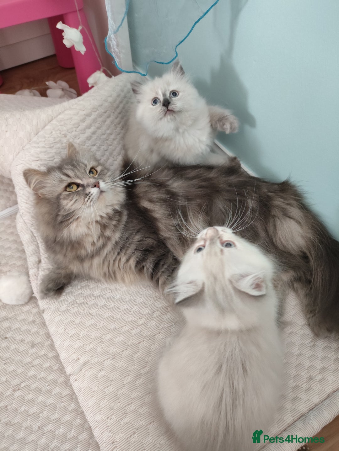 Siberian cats for sale: Siberian Neva Masquerade kittens - Image 6