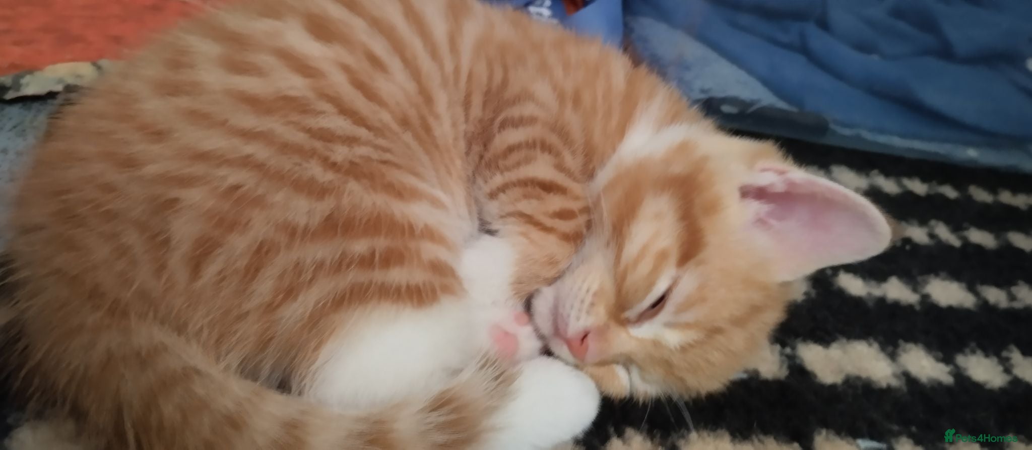 British Shorthair cats Beautiful Ginger kittens British shorthair  - Advert 8