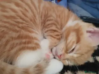 British Shorthair cats Beautiful Ginger kittens British shorthair - Advert 15