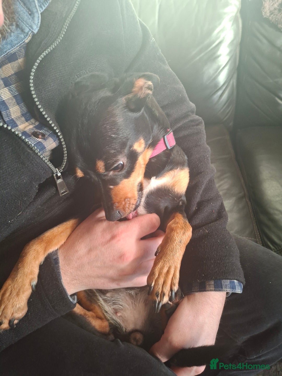 Miniature Pinscher dogs for sale: Lilo, looking for a new home. - Advert 4