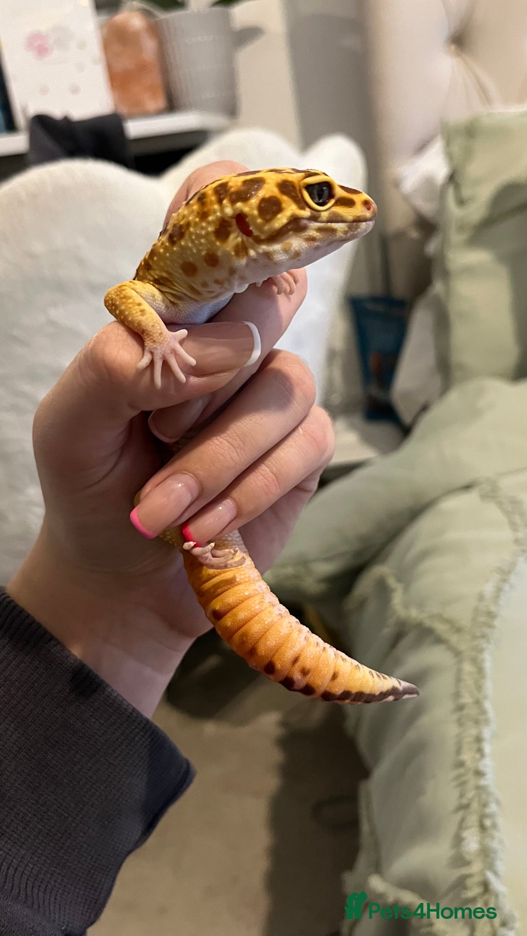 Leopard Gecko reptiles for sale: 4x Leopard geckos  - Image 3