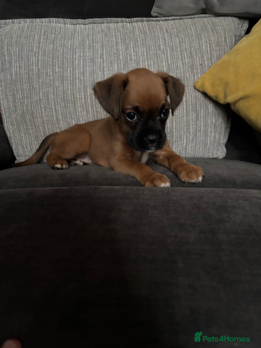 Boxer dogs for sale: Gorgeous boxer puppies for sale  - Image 12
