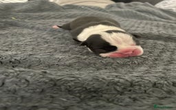 Boston Terrier dogs for sale: Bostons of Scotland  - Image 11