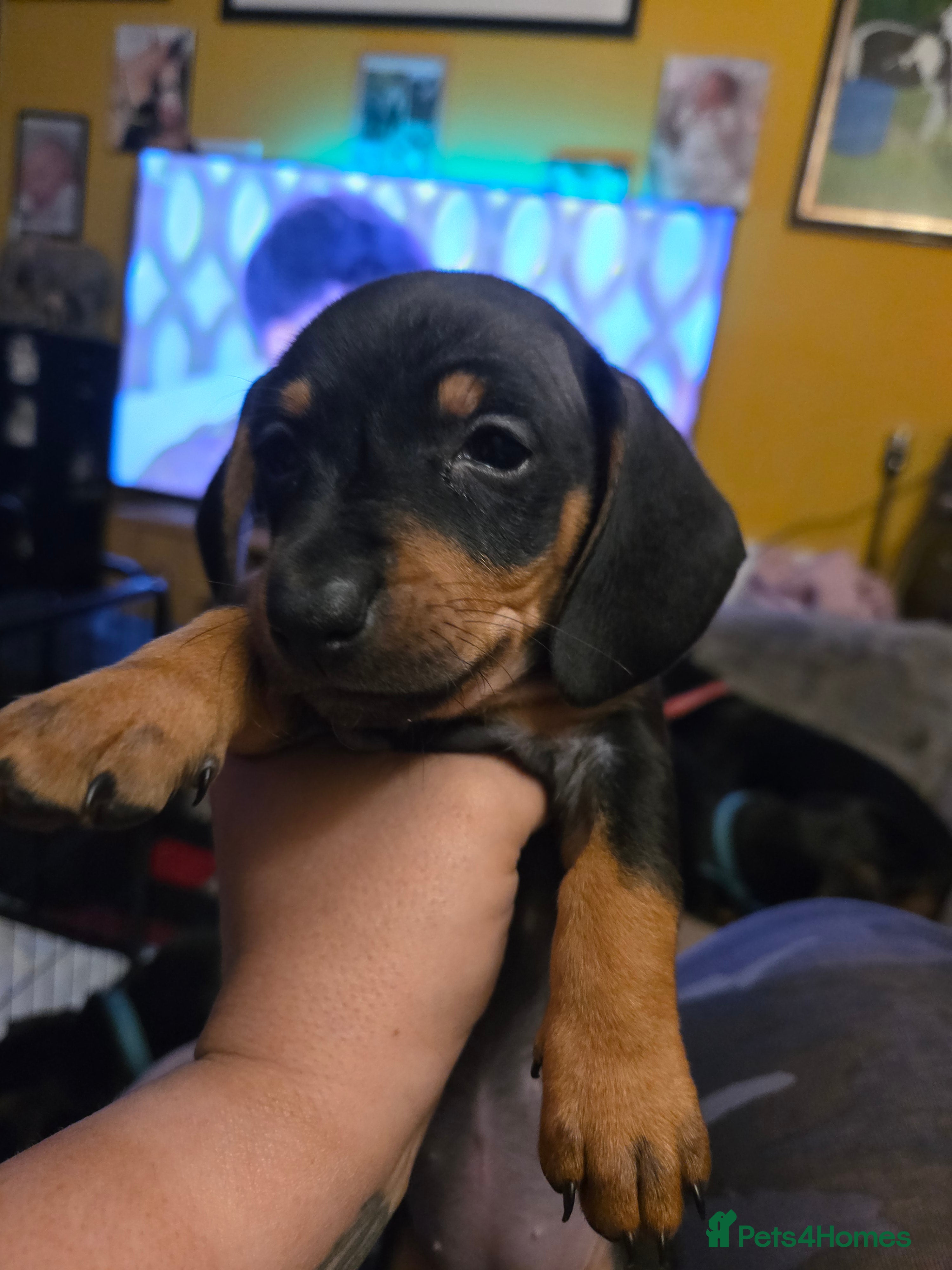 Dachshund dogs Miniature Dachshund crossbreed puppies - Advert 14