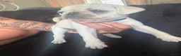 Pug dogs for sale: Pug Puppies - Advert 16