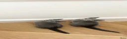 Russian Blue cats for sale: Gorgeous TICA Russian Blue Kittens - Advert 9