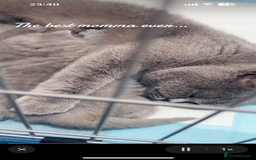 British Shorthair cats for sale: British short hair kittens - Image 11