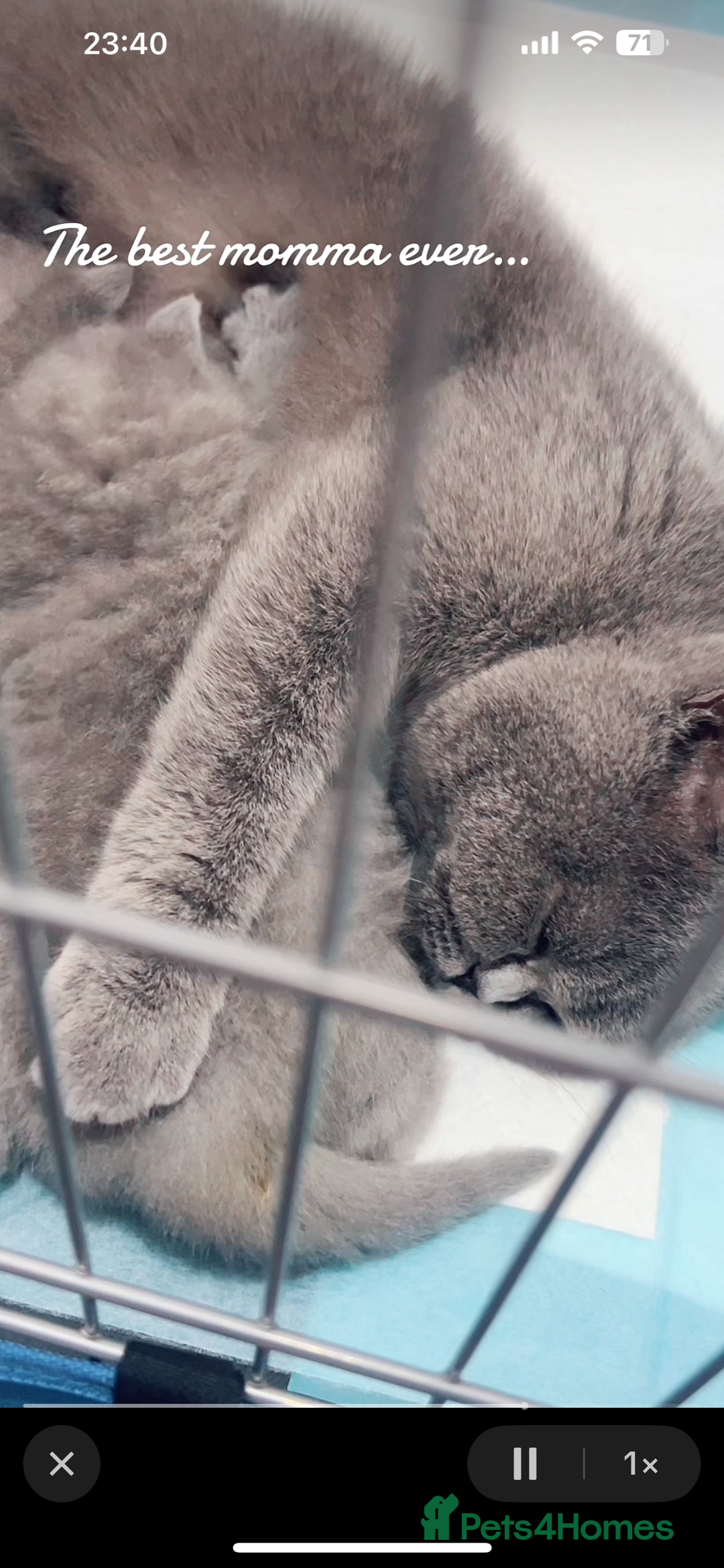 British Shorthair cats for sale: British short hair kittens - Image 11
