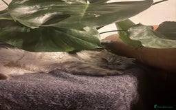 Persian cats for sale: Gorgeous Female Persian  - Image 4