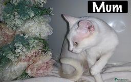 Mixed Breed cats for sale: Beautiful kittens Ready now Open to offers  in Chester - Image 30