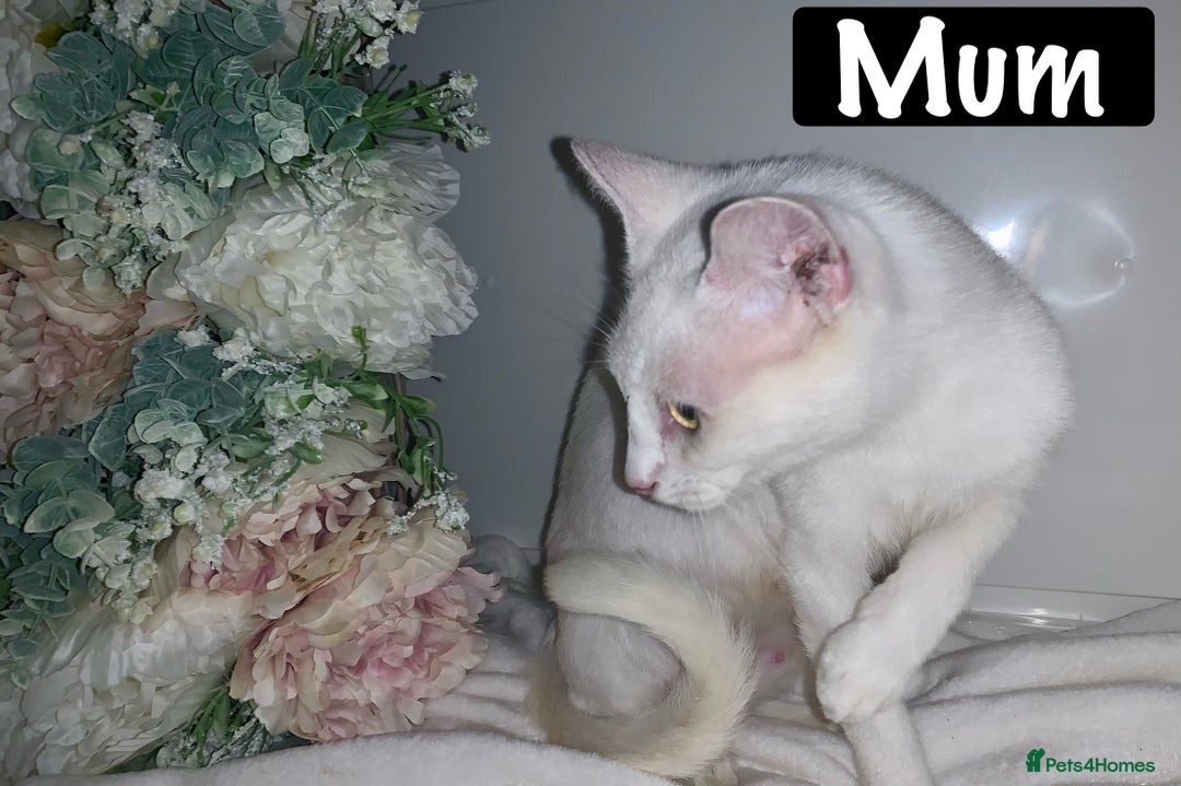 Mixed Breed cats for sale: Beautiful kittens Ready now Open to offers  in Chester - Image 30
