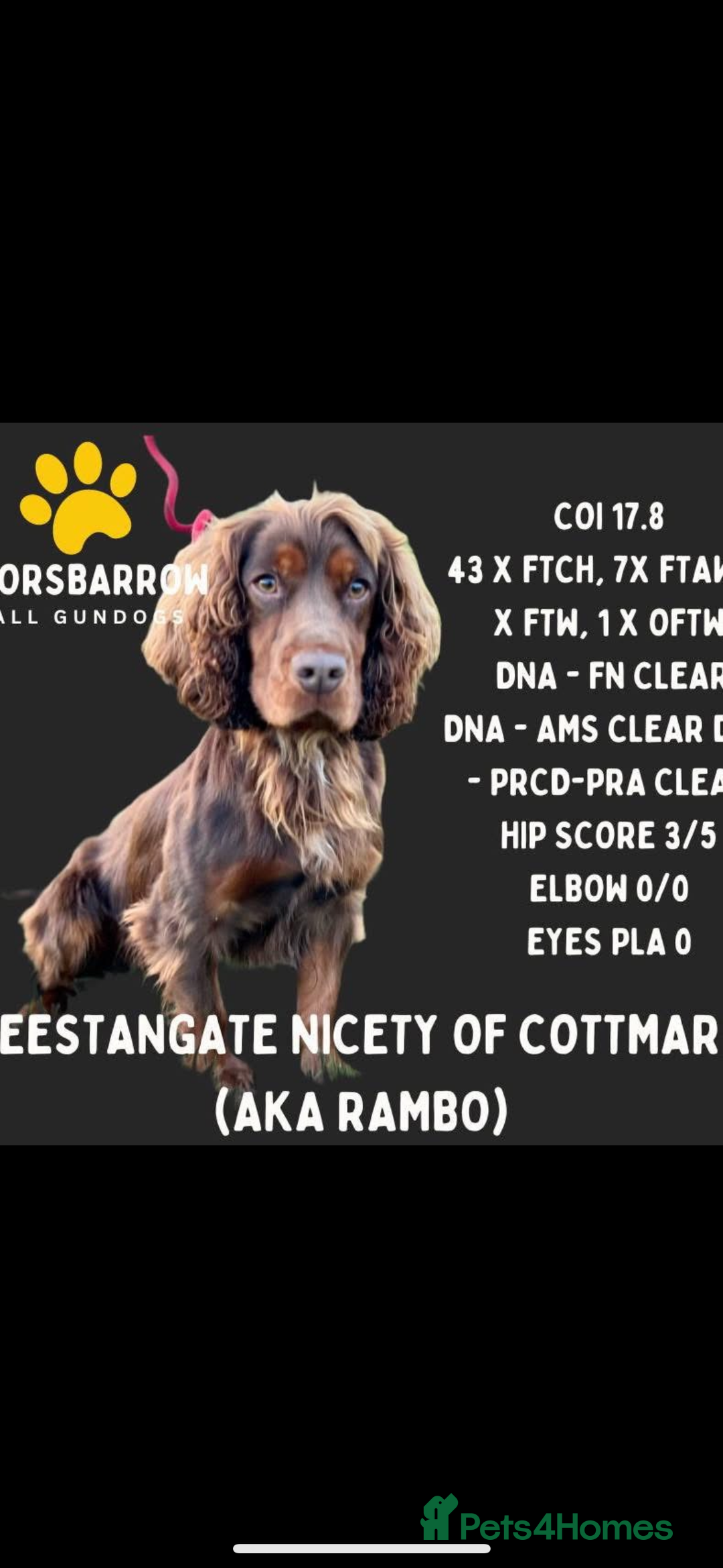 Cocker Spaniel dogs for sale: KC reg 5 Gen FTCH/Argyll warrior descendants  - Advert 8