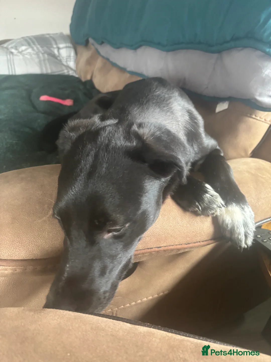 Mixed Breed dogs for sale: 7 month old girl  in Boston - Advert 2