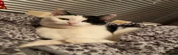 Domestic Shorthair cats for sale: Cat needs rehoming - Advert 9