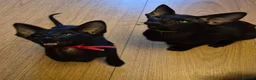 Oriental cats for sale: No Expense Spared.  - Advert 5