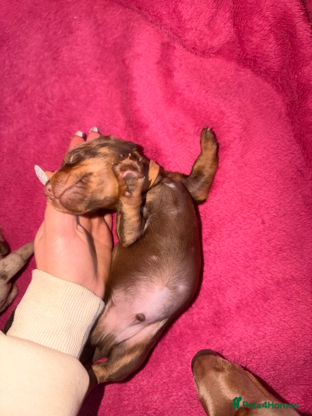 Miniature Dachshund dogs for sale: Miniature Dachshunds puppy's for sale.  - Advert 21