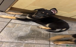 German Shepherd dogs for sale: German Shepherd Puppies  - Image 15