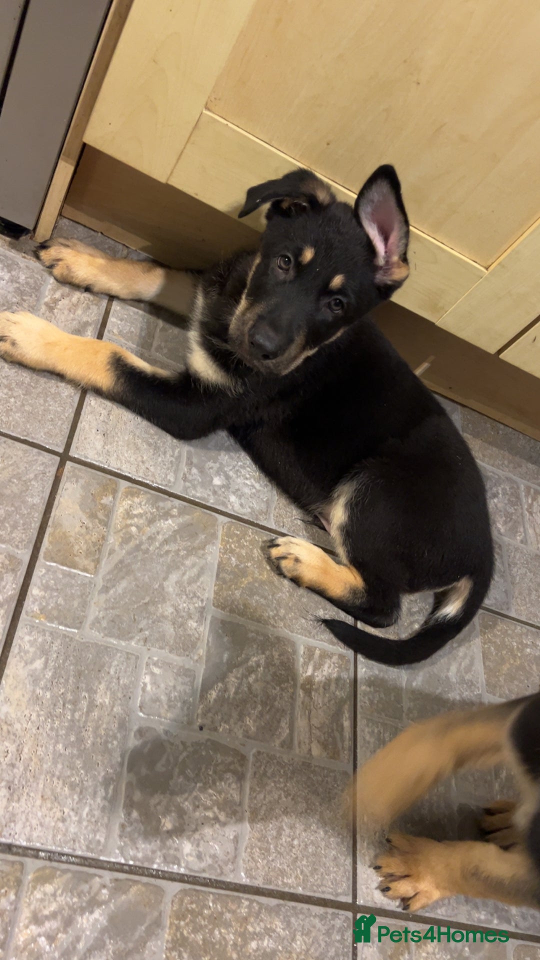 German Shepherd dogs for sale: German Shepherd Puppies  - Image 15