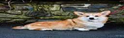 Welsh Corgi Pembroke dogs for sale: Hand reared Pembroke Corgis in Tenby - Advert 2