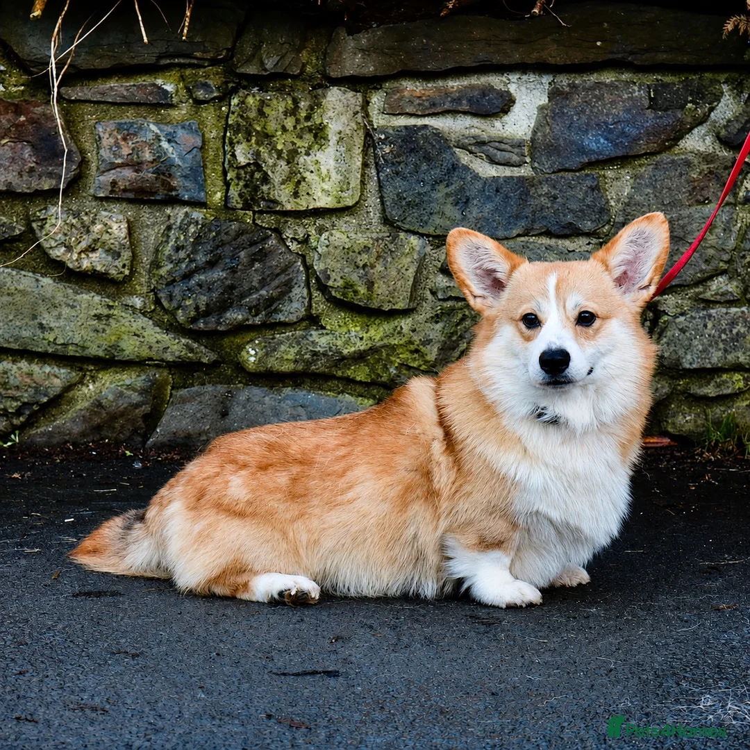 Welsh Corgi Pembroke dogs for sale: Hand reared Pembroke Corgis in Tenby - Advert 2