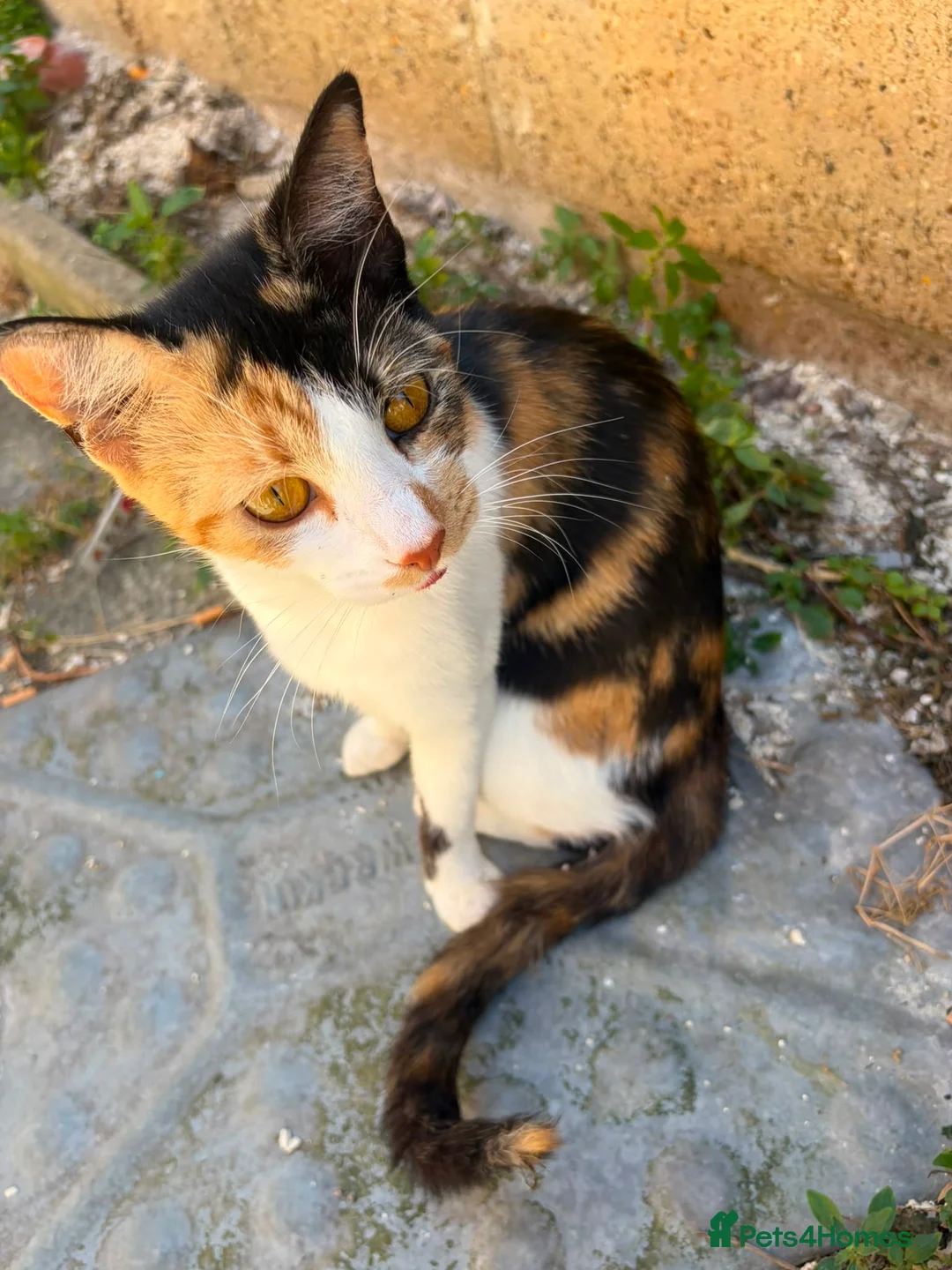 Mixed Breed cats for sale: Cuddly kitten - Advert 5