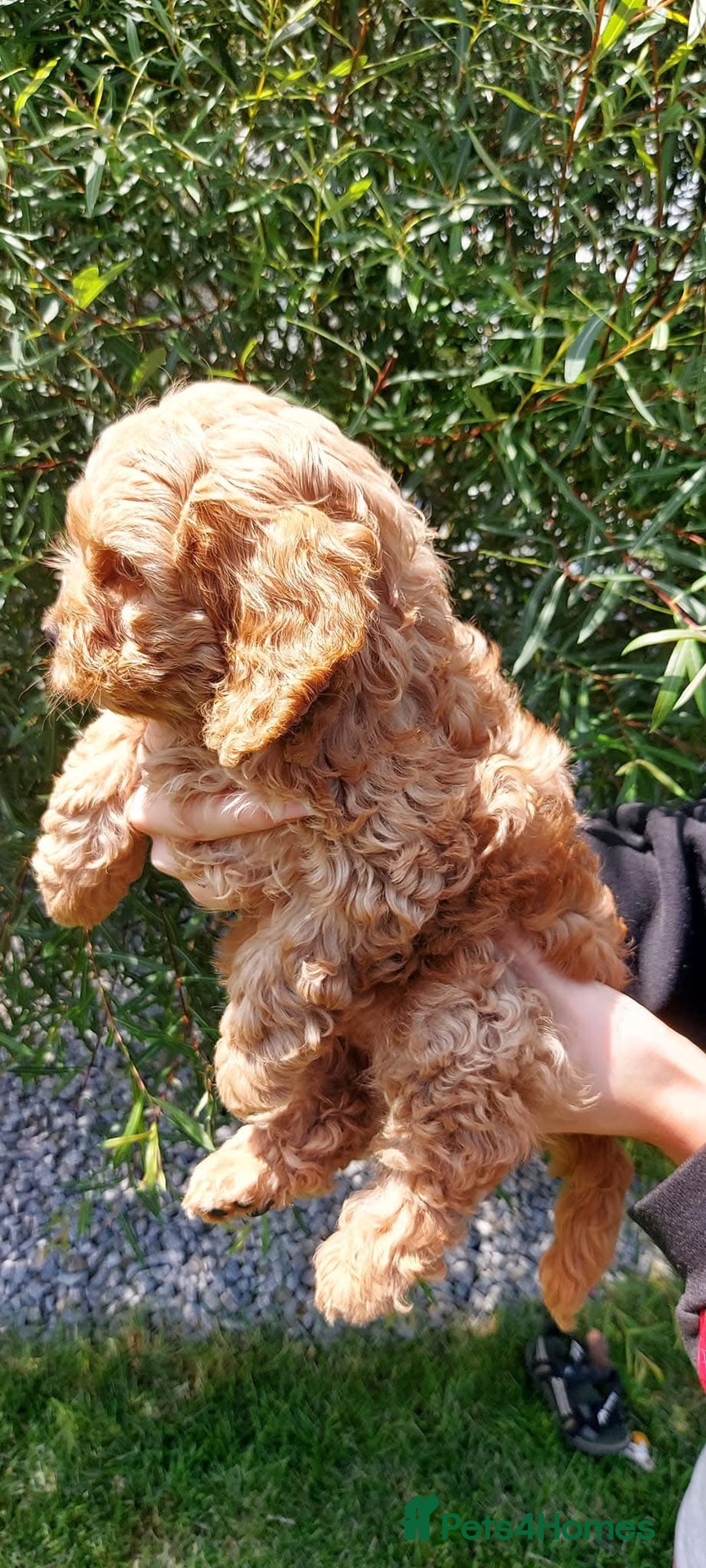 Cockapoo dogs for sale: Stunning cockerpoo puppy  - Image 5