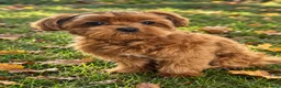 Maltipoo dogs for sale: Asian/Korean Maltipoo, DNA Tested Parents  - Advert 3