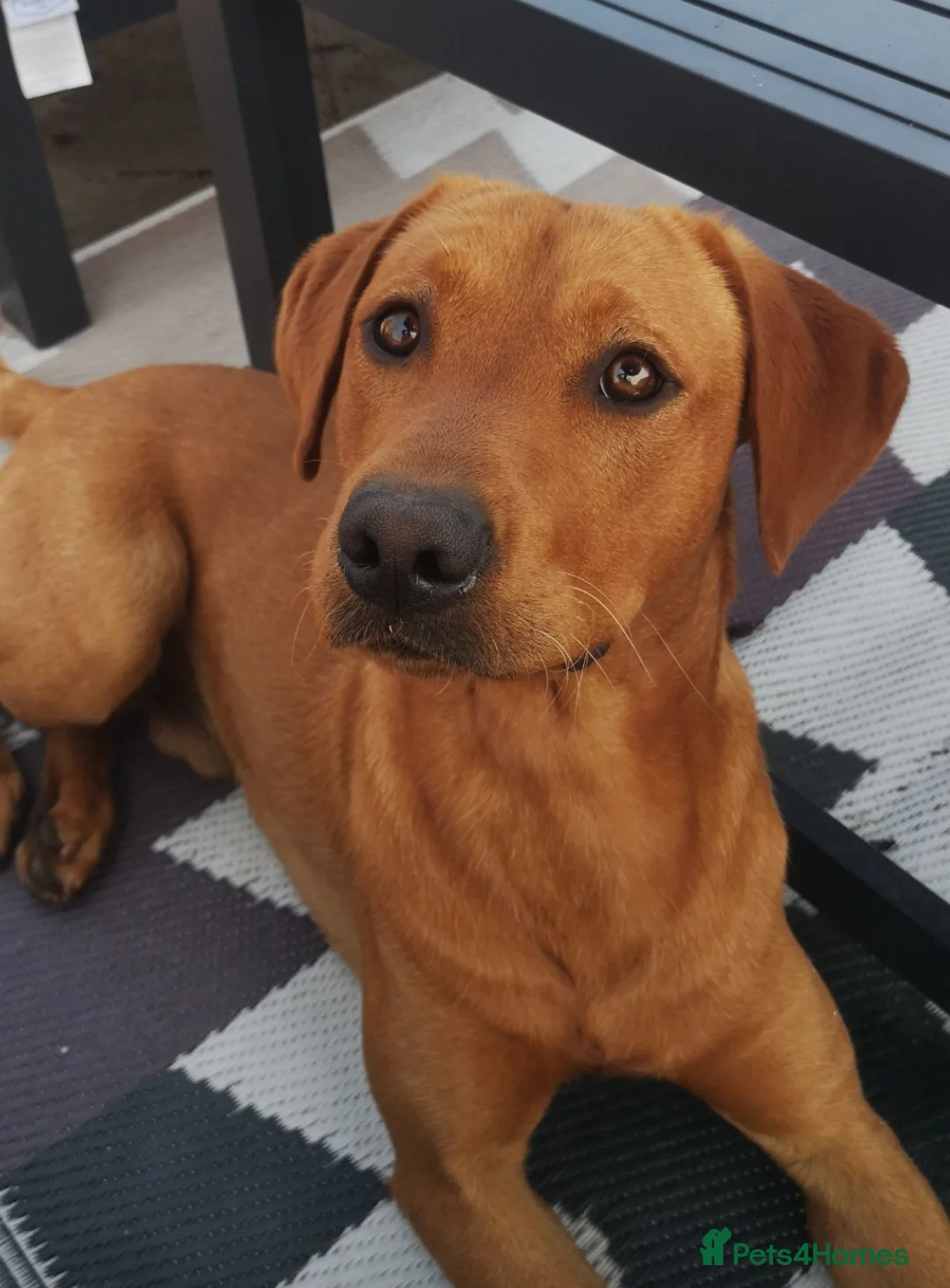 Labrador Retriever dogs for stud: Dark Red Fox Labrador Stud Dog in Ellesmere - Advert 10