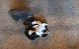 Mixed Breed cats for sale: 3 boys and 1 girl - Image 7
