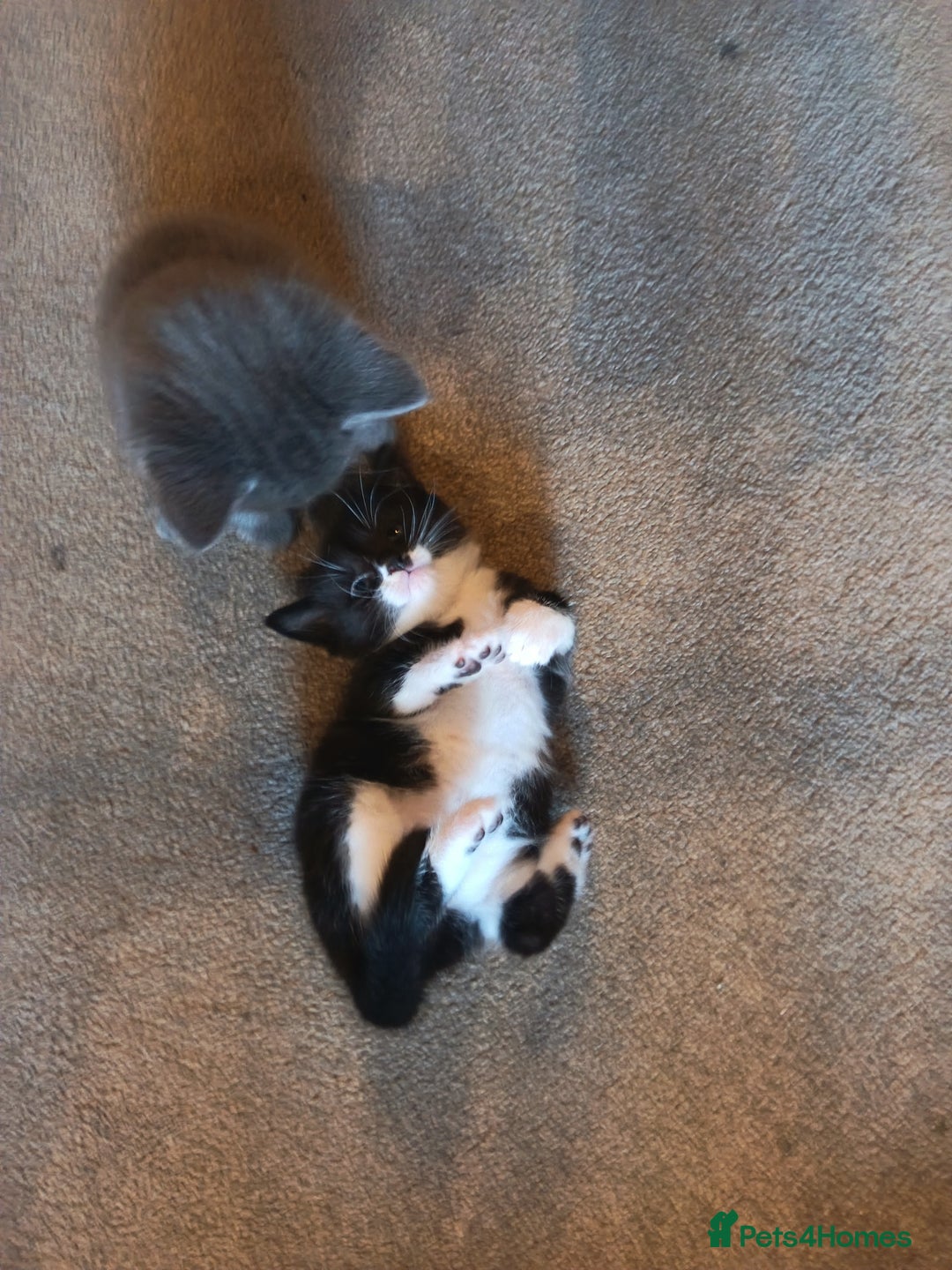 Mixed Breed cats for sale: 3 boys and 1 girl - Image 7