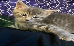 Ragdoll cats for sale: 3 cute boys ready for reservation 🐱 - Image 9
