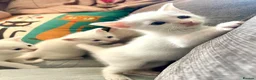 Mixed Breed cats for sale: kittens ready for their new homes (ALL MALE!!) - Advert 9