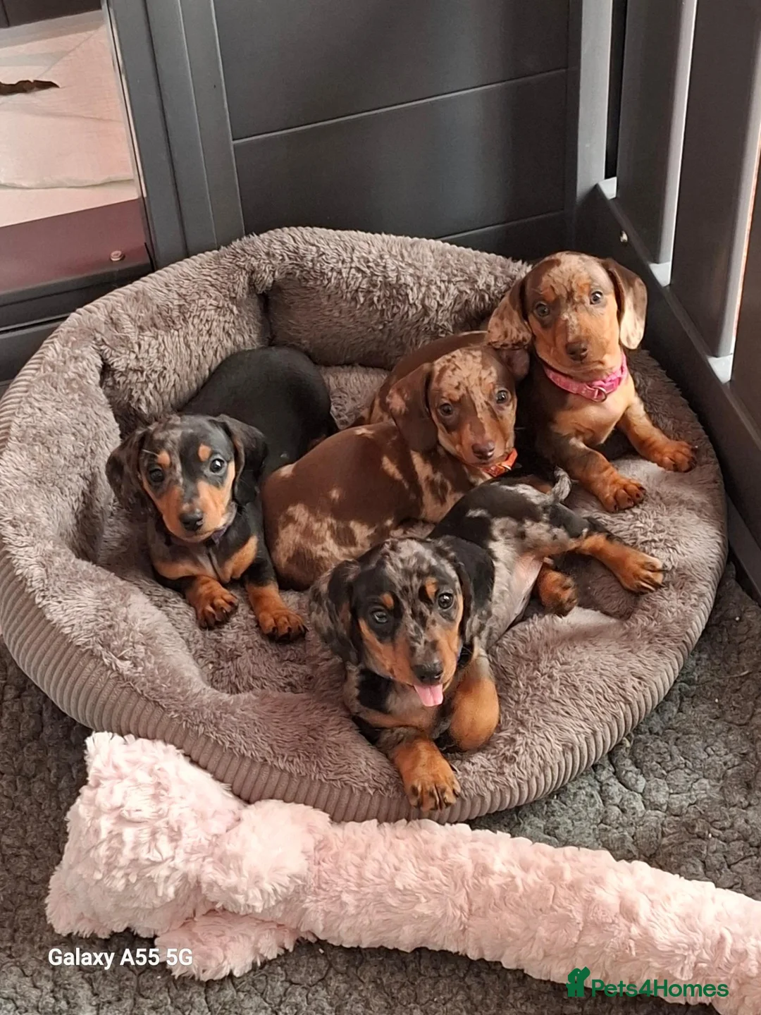 Miniature Dachshund dogs for stud:  Proven Stud Dog Available - Advert 6