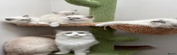 Ragdoll cats for sale: 4 Beautiful Family-Raised Ragdoll Kittens 🐾 - Advert 16