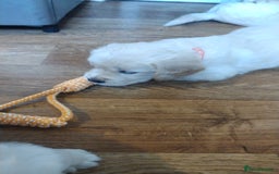 Golden Retriever dogs for sale: Golden Retriever Puppies For Sale - Image 8
