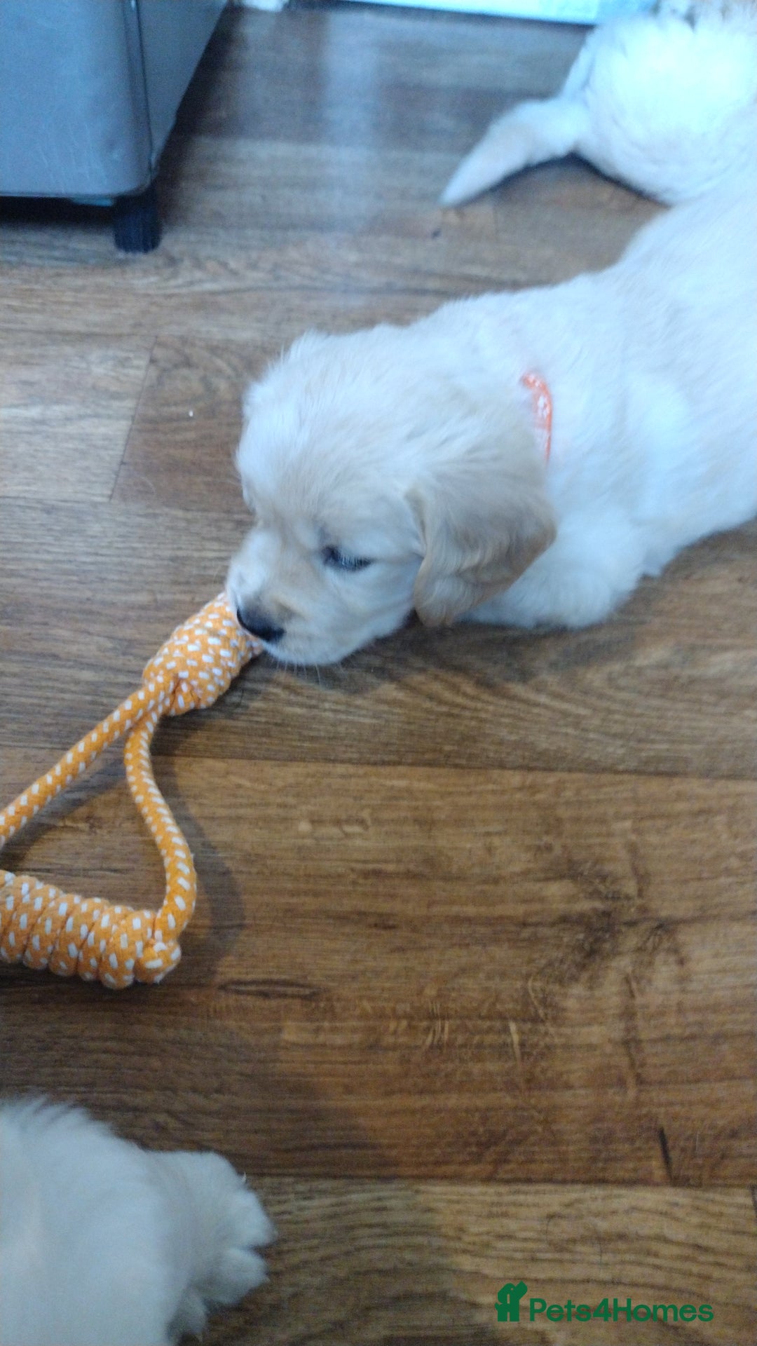 Golden Retriever dogs for sale: Golden Retriever Puppies For Sale - Image 8