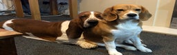 Basset Hound dogs for sale: Finnish dog - Advert 2