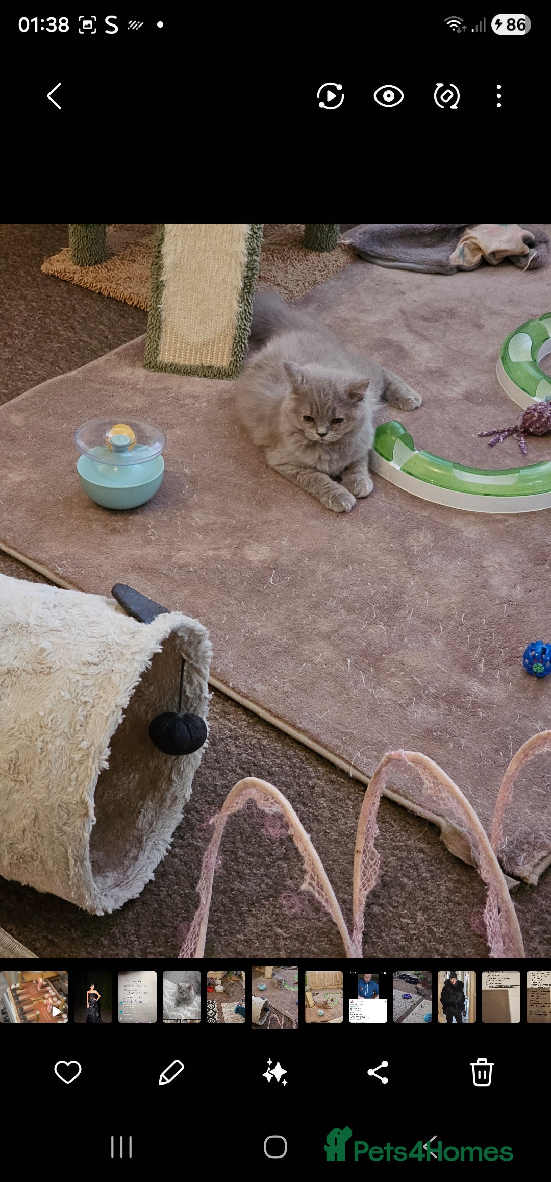 British Shorthair cats for sale: British shorthair and longhair  - Advert 11