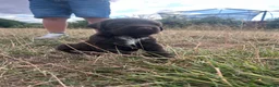German Wirehaired Pointer dogs for sale: KC registered German wire haired pointer puppies in Dunstable - Advert 9