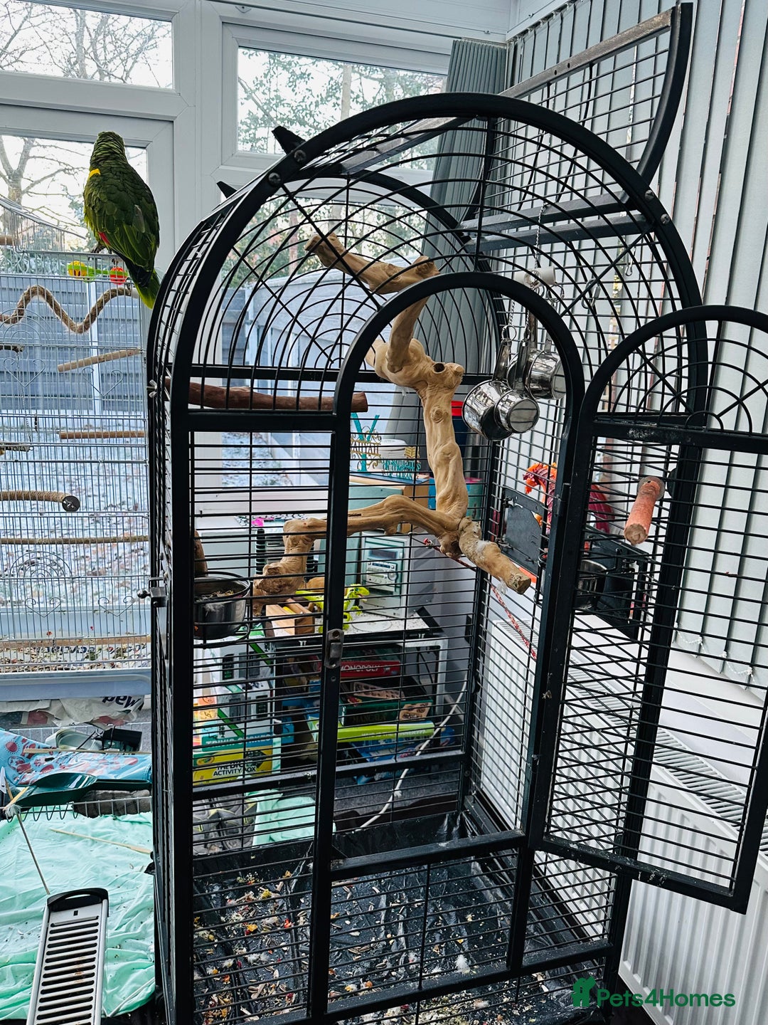 Parrots birds for sale: Blue-Fronted Amazon parrot - Advert 9