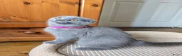 Scottish Fold cats for sale: Kittens scottish fold blue color - Advert 4